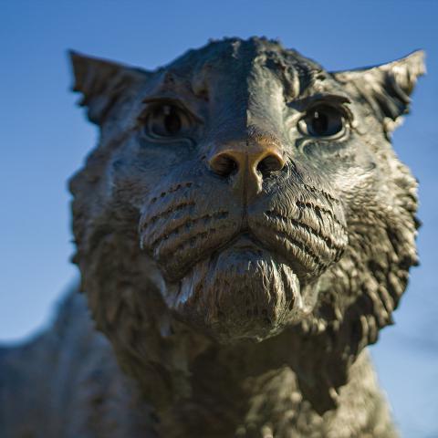 野猫雕像的特写 