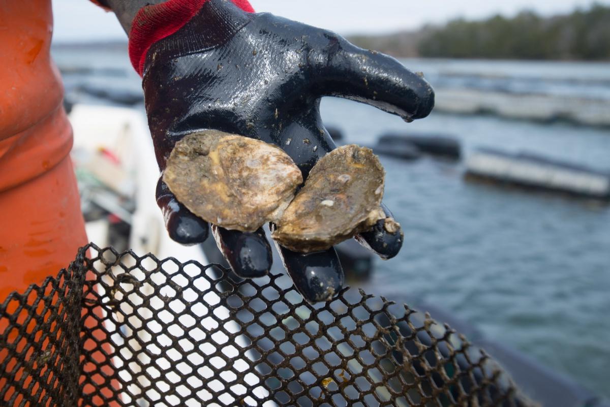 A gloved hand holds two oysters near the water with oyster cages in the background.