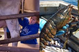 左图是渔夫拿着龙虾，右图是主要研究学生挤牛奶
